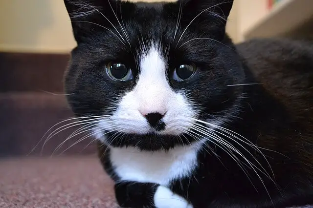 tuxedo cat face