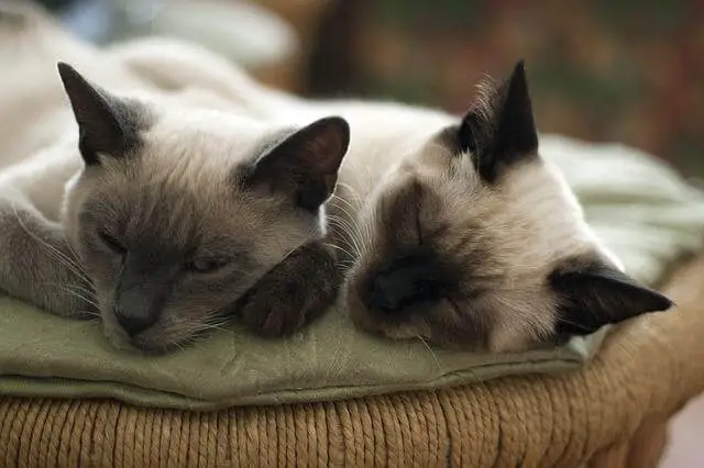 dvije mačke spavaju