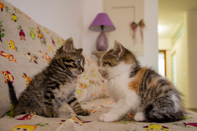 two kittens