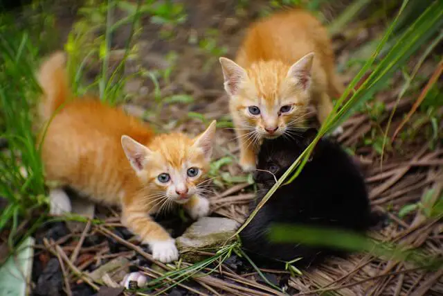 two orange kittens