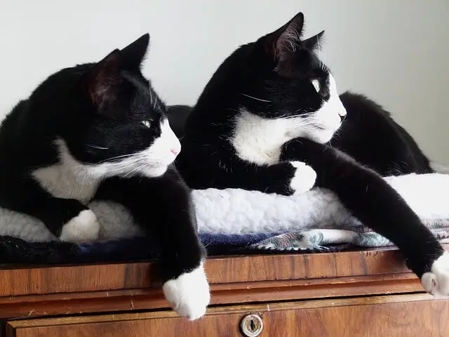 two tuxedo cats