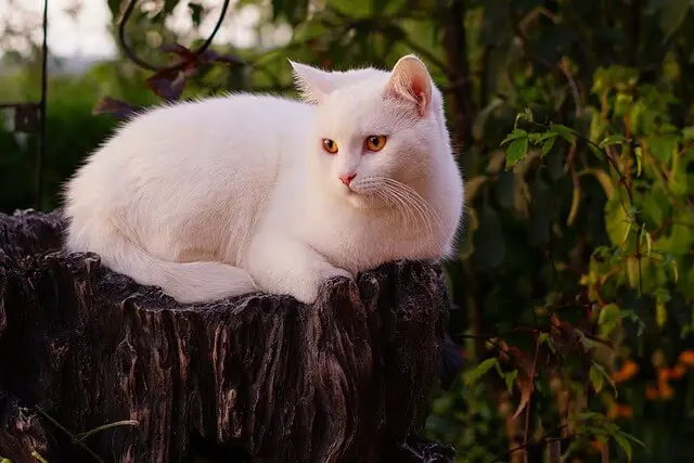 bijela Britanska kratkodlaka mačka