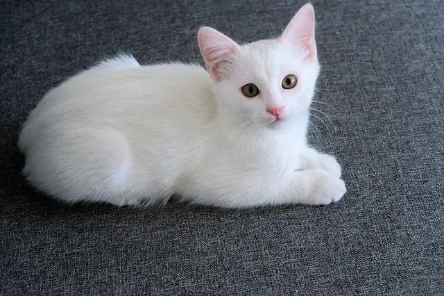 white cat