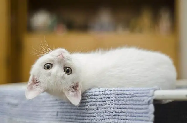 bijela mačka
