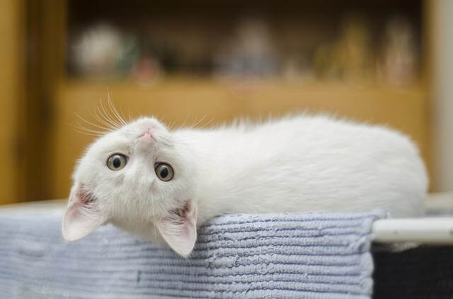 white cat