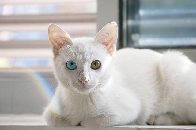 white cat