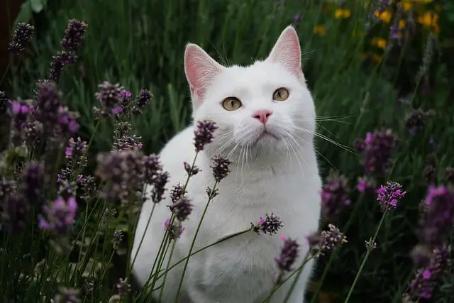 white cat looking