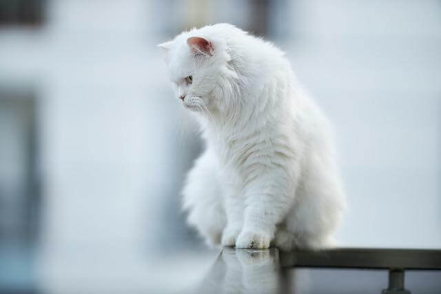 white cat