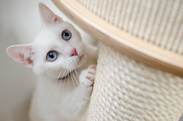 white kitten