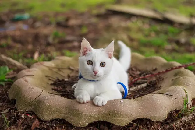 white kitten