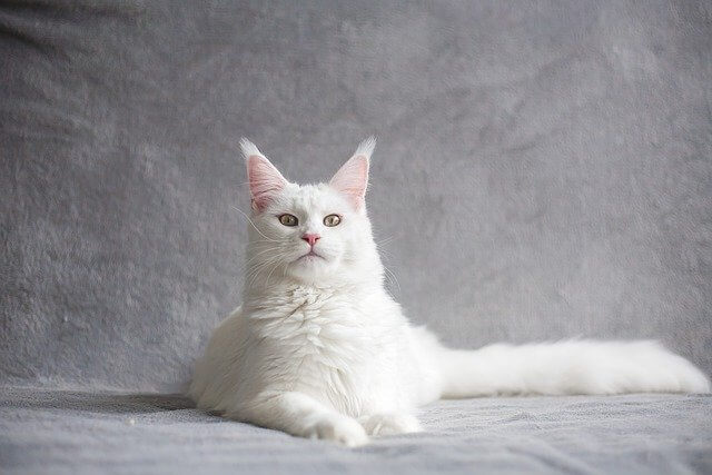 white maine coon