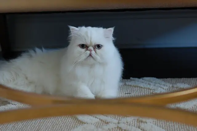 bijela Perzijska mačka