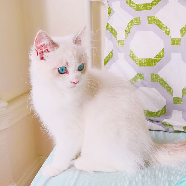 white ragdoll kitten