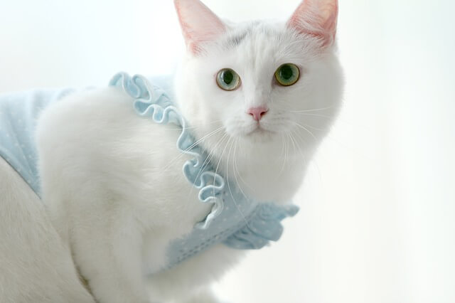 white turkish angora