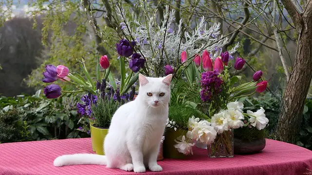 white Turkish Van