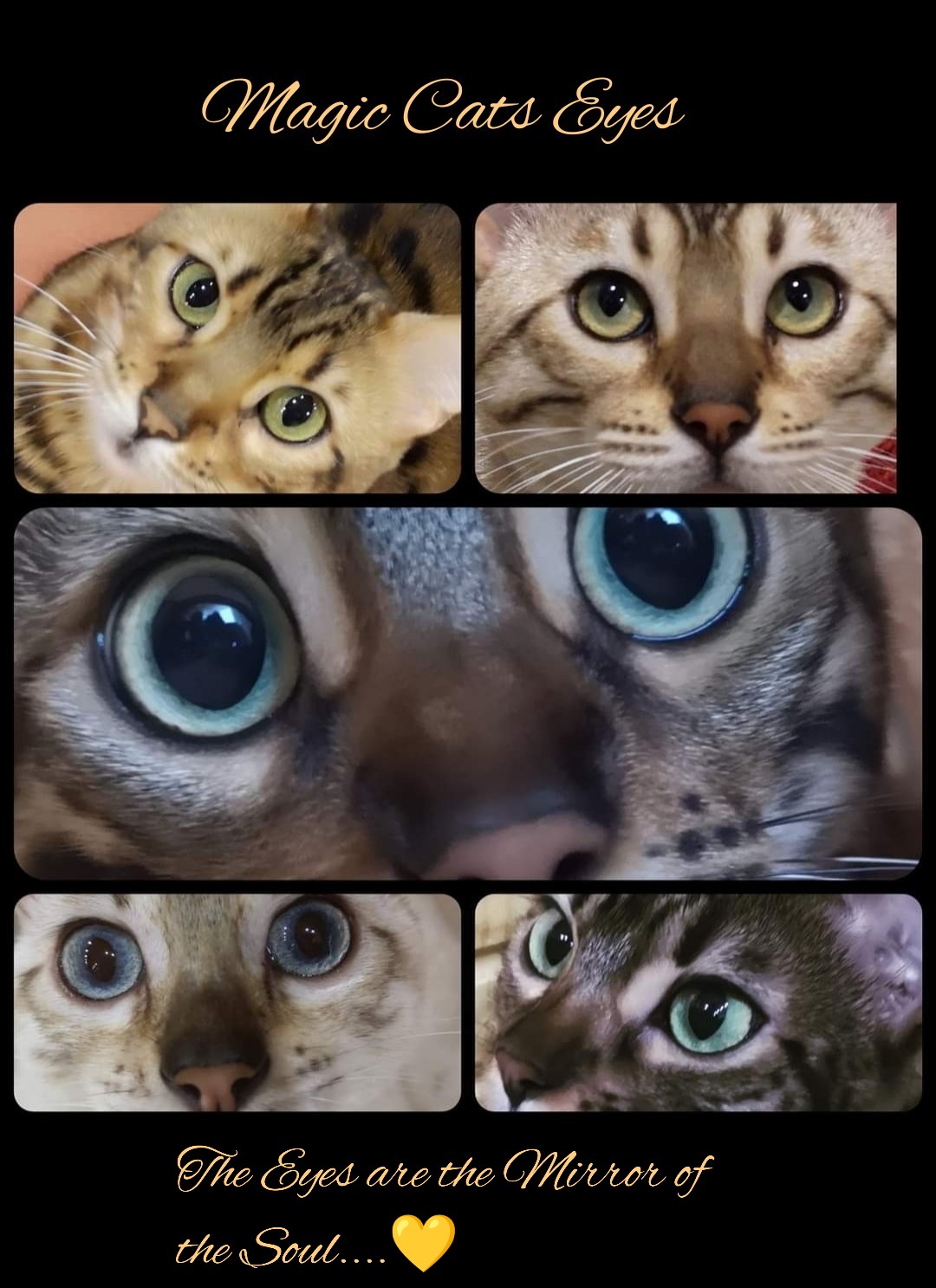 Magic Cats Eyes*HR Cattery